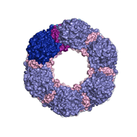 visualize pdb 4ZXS